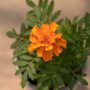 Marigold – Safari Tangerine – 4″ Pot